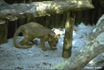 Fossa dans un enclos