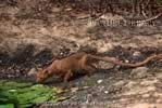 Femelle fossa s'abreuvant à un point d'eau